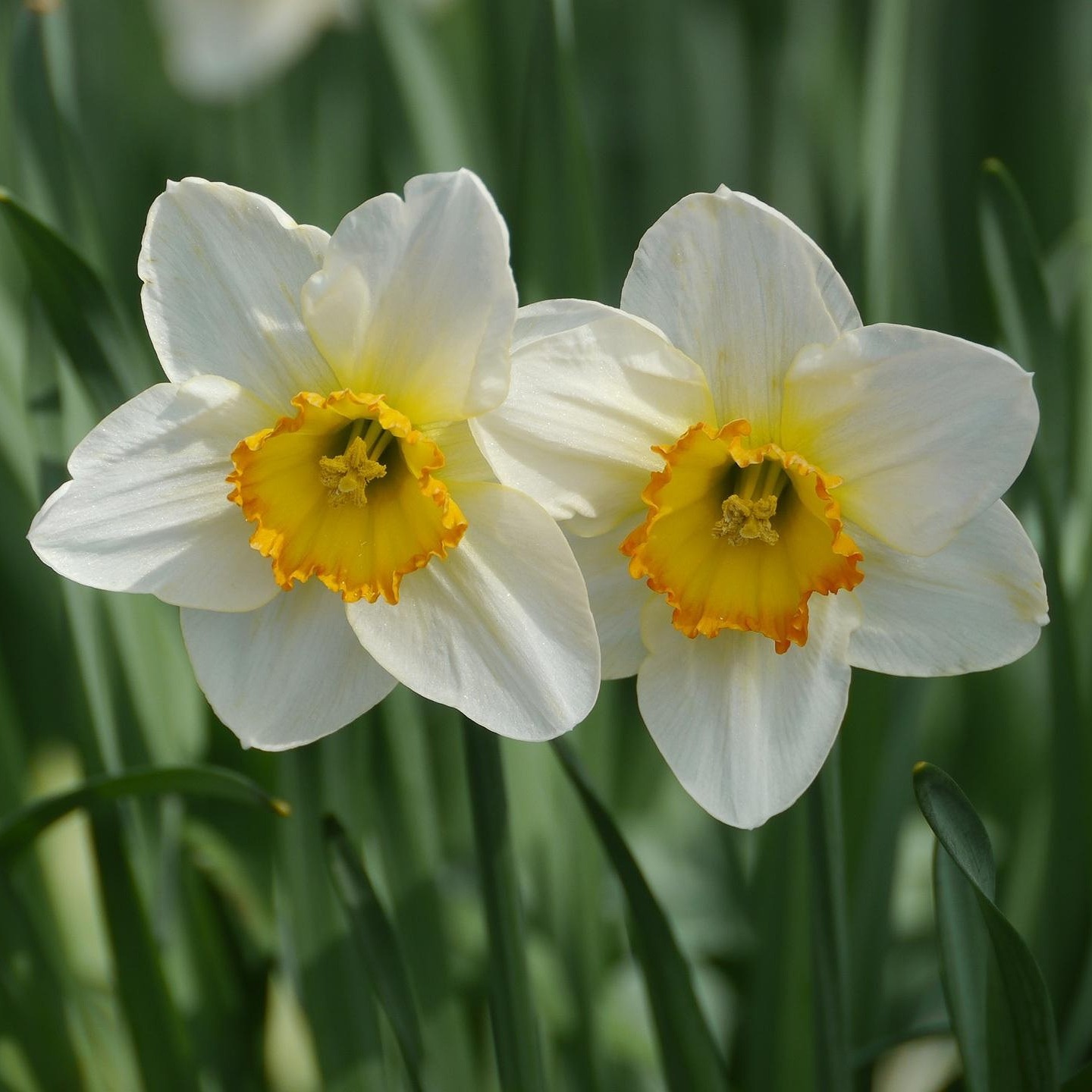 Daffodil Walk  —  April 4 - logo